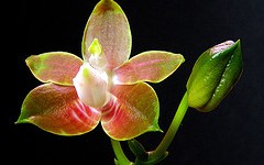 Phalaenopsis venosa par E-Infantes