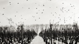 Les vignes de Pommard sous la neige par Aurélien Ibanez