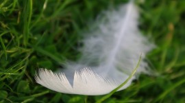 Swan feather 1-2