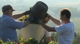 Coche-Dury Vendanges tiré du film de Laurent Maillefer pour Lotel du Vin