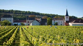 Vendanges à Chassagne-Montrachet par Aurélien Ibanez