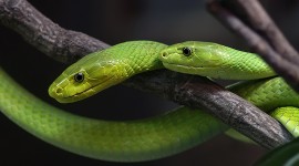 Green Mambas par orestART CC : by-sa/2.0/